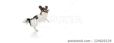 Funny image of happy purebred Papillon dog in motion, jumping with tongue sticking out, isolated on white background 124820129
