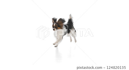 Active, playful purebred dog in motion, cheerfully running isolated on white background Active, playful purebred dog in motion, cheerfully running isolated on white background 124820135
