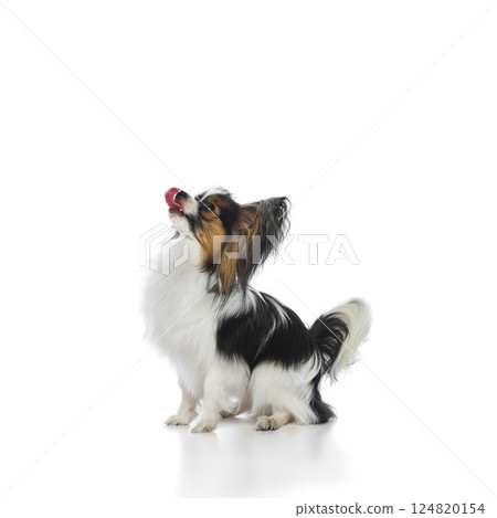 Cute, fluffy Papillon dog with tri-color fur sitting attentively with its head tilted upwards and tongue slightly out isolated on white background Cute, fluffy Papillon dog with tri-color fur sitting attentively with its head tilted upwards and tongue slightly out isolated on white background 124820154