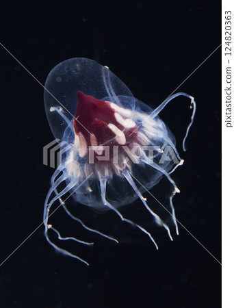 Black jellyfish 124820363