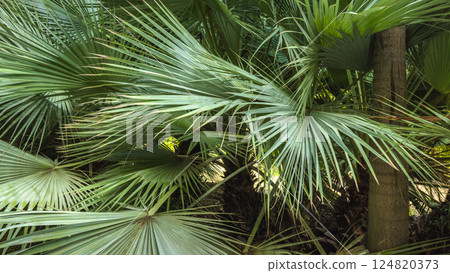 The Historical Botanical Garden La Concepcion in Malaga city at Andalusia, Spain, Europe. Lush green palm fronds create a dense, tropical backdrop. The Historical Botanical Garden La Concepcion in Malaga city at Andalusia, Spain, Europe. Lush green palm fronds create a dense, tropical backdrop. 124820373