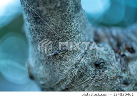 Close-up of a tree trunk 124820461