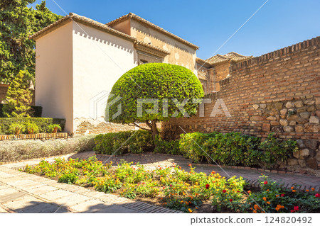 Alcazaba, palace and fortification in Malaga city at Andalusia, Spain, Europe. Sun-drenched courtyard garden with flowering plants, topiary, and ancient brick walls. 124820492