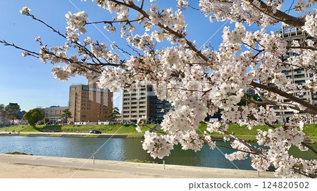 Overlooking the right bank of the Otsu River, where Okazaki Castle Park is located, through the cherry blossoms in full bloom (Otsu River Green Space/Okazaki City, Aichi Prefecture) 124820502