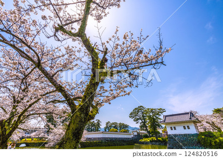 Odawara cityscape in Japan: Odawara Castle ruins bustling with inbound tourists. Cherry blossoms in full bloom. (Foreign tourists flocking in) = 8th Odawara cityscape in Japan: Odawara Castle ruins bustling with inbound tourists. Cherry blossoms in full bloom. (Foreign tourists flocking in) = 8th 124820516