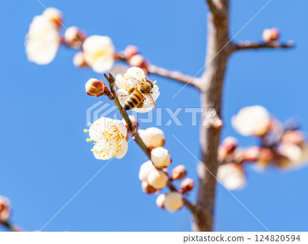 A cute honeybee diligently collecting nectar from a plum blossom in full bloom A cute honeybee diligently collecting nectar from a plum blossom in full bloom 124820594