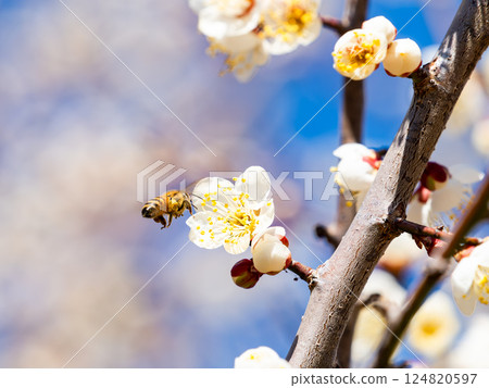 一隻可愛的蜜蜂正在勤奮地從盛開的梅花中採集花蜜 一隻可愛的蜜蜂正在勤奮地從盛開的梅花中採集花蜜 124820597