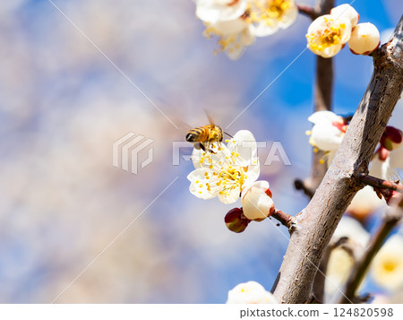 一隻可愛的蜜蜂正在勤奮地從盛開的梅花中採集花蜜 一隻可愛的蜜蜂正在勤奮地從盛開的梅花中採集花蜜 124820598