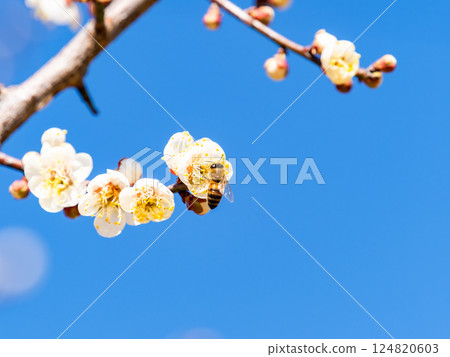A cute honeybee diligently collecting nectar from a plum blossom in full bloom 124820603