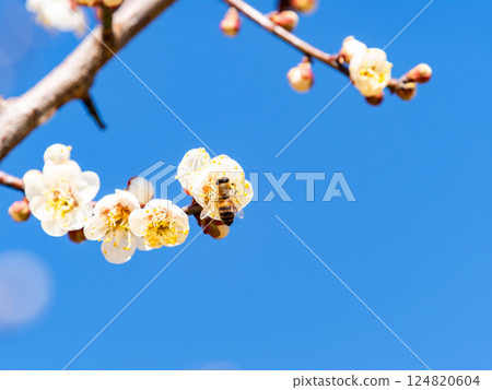 A cute honeybee diligently collecting nectar from a plum blossom in full bloom A cute honeybee diligently collecting nectar from a plum blossom in full bloom 124820604