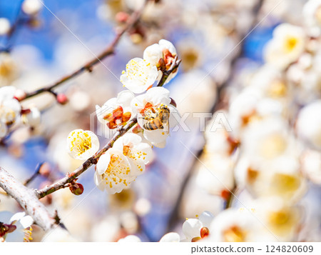 一隻可愛的蜜蜂正在勤奮地從盛開的梅花中採集花蜜 124820609