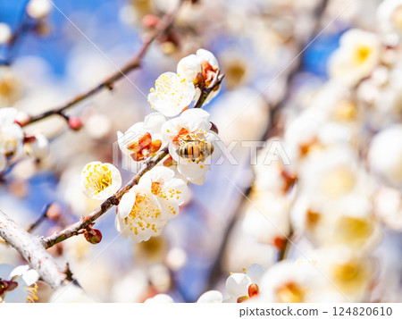一隻可愛的蜜蜂正在勤奮地從盛開的梅花中採集花蜜 124820610