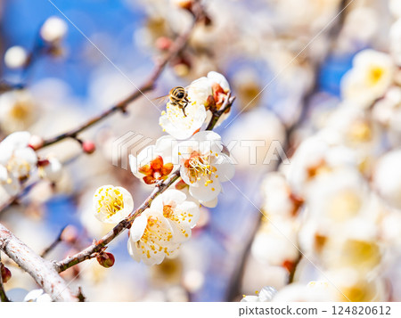 一隻可愛的蜜蜂正在勤奮地從盛開的梅花中採集花蜜 124820612
