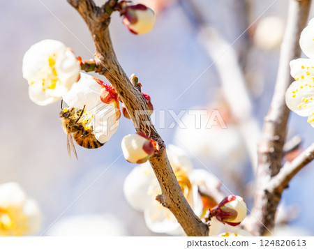 一隻可愛的蜜蜂正在勤奮地從盛開的梅花中採集花蜜 124820613