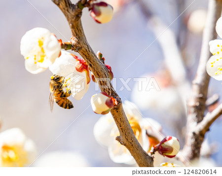 A cute honeybee diligently collecting nectar from a plum blossom in full bloom 124820614