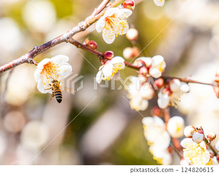 A cute honeybee diligently collecting nectar from a plum blossom in full bloom 124820615
