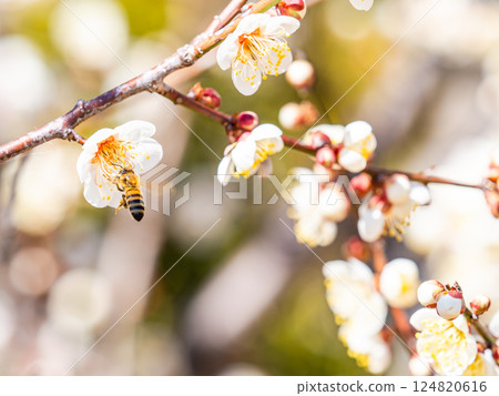 A cute honeybee diligently collecting nectar from a plum blossom in full bloom 124820616