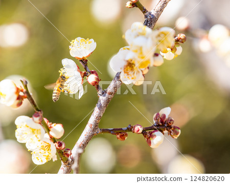 A cute honeybee diligently collecting nectar from a plum blossom in full bloom A cute honeybee diligently collecting nectar from a plum blossom in full bloom 124820620
