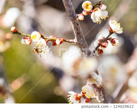 A cute honeybee diligently collecting nectar from a plum blossom in full bloom 124820622
