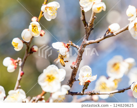 A cute honeybee diligently collecting nectar from a plum blossom in full bloom A cute honeybee diligently collecting nectar from a plum blossom in full bloom 124820625