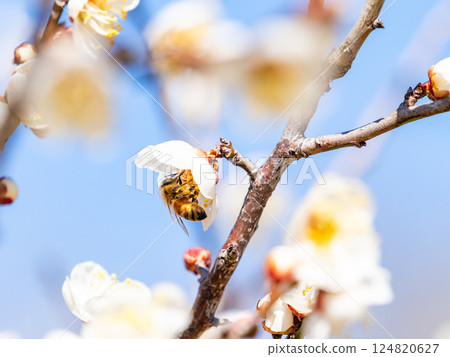 一隻可愛的蜜蜂正在勤奮地從盛開的梅花中採集花蜜 一隻可愛的蜜蜂正在勤奮地從盛開的梅花中採集花蜜 124820627