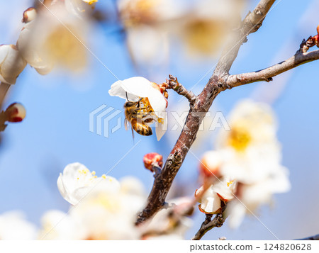 一隻可愛的蜜蜂正在勤奮地從盛開的梅花中採集花蜜 一隻可愛的蜜蜂正在勤奮地從盛開的梅花中採集花蜜 124820628