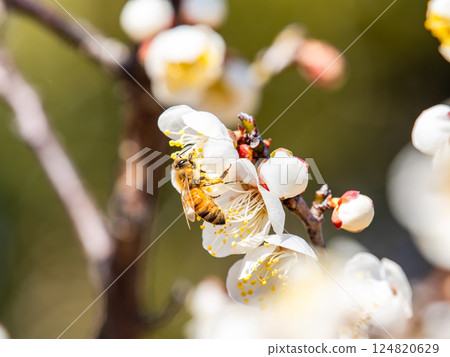 A cute honeybee diligently collecting nectar from a plum blossom in full bloom A cute honeybee diligently collecting nectar from a plum blossom in full bloom 124820629
