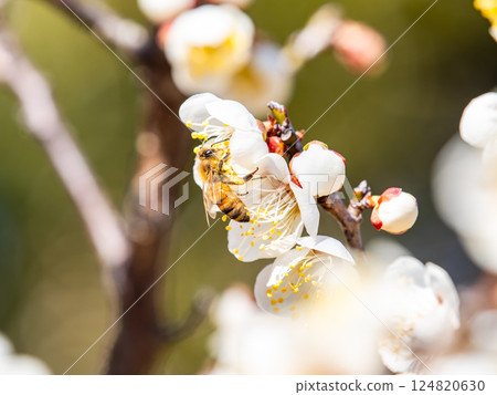 一隻可愛的蜜蜂正在勤奮地從盛開的梅花中採集花蜜 124820630