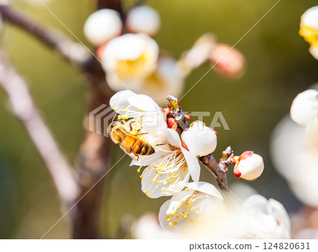 A cute honeybee diligently collecting nectar from a plum blossom in full bloom A cute honeybee diligently collecting nectar from a plum blossom in full bloom 124820631