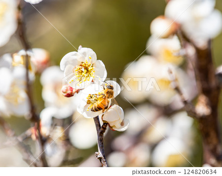 A cute honeybee diligently collecting nectar from a plum blossom in full bloom A cute honeybee diligently collecting nectar from a plum blossom in full bloom 124820634