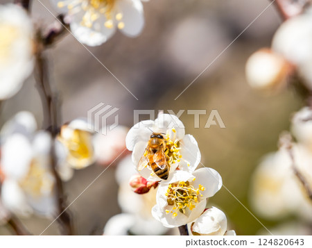 A cute honeybee diligently collecting nectar from a plum blossom in full bloom 124820643