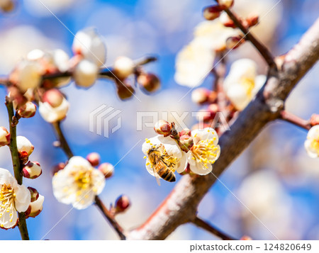 A cute honeybee diligently collecting nectar from a plum blossom in full bloom 124820649