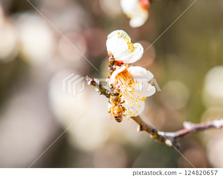 A cute honeybee diligently collecting nectar from a plum blossom in full bloom A cute honeybee diligently collecting nectar from a plum blossom in full bloom 124820657