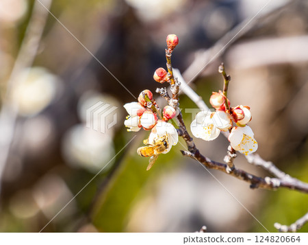 A cute honeybee diligently collecting nectar from a plum blossom in full bloom 124820664