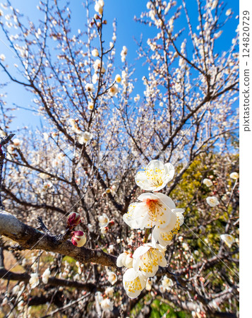 Neat white plum blossoms in full bloom heralding the arrival of spring 124820729