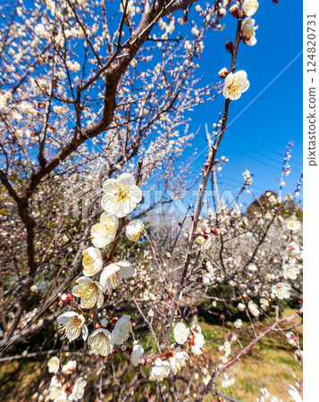 Neat white plum blossoms in full bloom heralding the arrival of spring 124820731