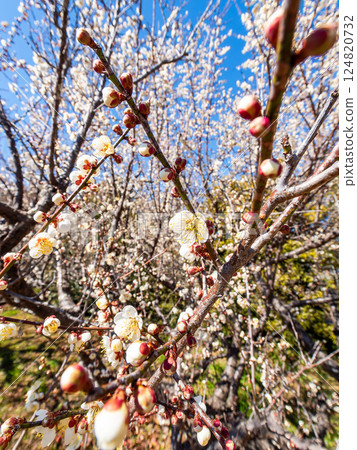 Neat white plum blossoms in full bloom heralding the arrival of spring 124820732