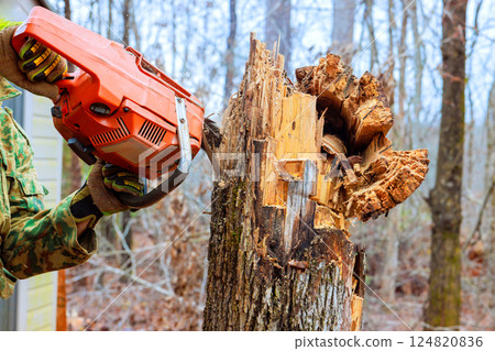 Contractor uses chainsaw to cut into tree stump in forested area after tornado 124820836