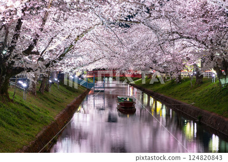 Illuminated cherry blossoms at night and boats floating on the river (Cherry Blossom Line along Gojo River, Oguchicho, Aichi Prefecture) Illuminated cherry blossoms at night and boats floating on the river (Cherry Blossom Line along Gojo River, Oguchicho, Aichi Prefecture) 124820843