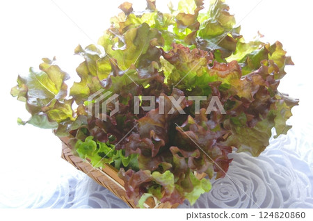 Sunny lettuce Leaf lettuce Vegetables Sunny lettuce Leaf lettuce Vegetables 124820860