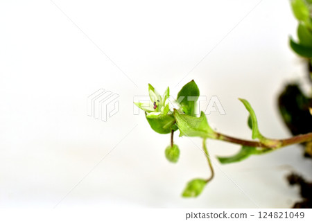 Grass stem with flower, close-up. Grass stem with flower, close-up. 124821049