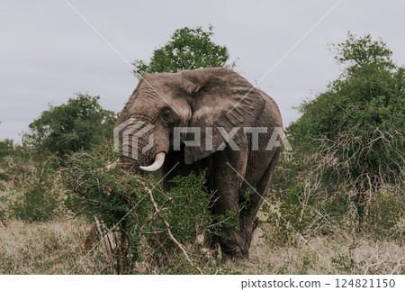 Elephant in savannah Elephant in savannah 124821150