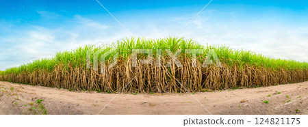 Agriculture, Sugar cane plantation with blue sky background. sugarcane is a grass of poaceae family. Sugar cane plant tree in countryside for food industry or renewable bioenergy power. panorama. 124821175