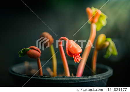 small tree growing with sunshine in garden. planting tree, environment, background. agriculture, horticulture. plant growth evolution from seed to sapling, ecology concept. eco concept. Growing plant. small tree growing with sunshine in garden. planting tree, environment, background. agriculture, horticulture. plant growth evolution from seed to sapling, ecology concept. eco concept. Growing plant. 124821177