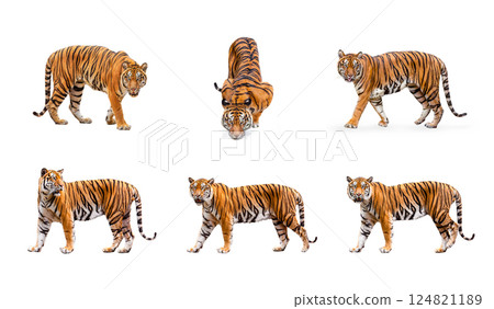 collection, royal tiger (P. t. corbetti) isolated on white background clipping path included. The tiger is staring at its prey. Hunter concept. 124821189