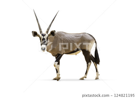 Wild Arabian Oryx leucoryx,Oryx gazella or gemsbok isolated on white background. large antelope in nature habitat, Wild animals in the savannah. Animal with big straight antler horn. 124821195