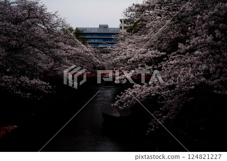 Cherry blossoms in full bloom and a red bridge on a cloudy day in Ogaki Cherry blossoms in full bloom and a red bridge on a cloudy day in Ogaki 124821227