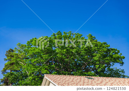 Western-style tiled roof and fresh greenery Western-style tiled roof and fresh greenery 124821530