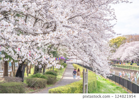 Cherry blossoms and carp streamers along the Tsuruoda River, Tatebayashi City, Gunma Prefecture Cherry blossoms and carp streamers along the Tsuruoda River, Tatebayashi City, Gunma Prefecture 124821954