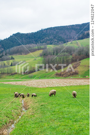 Lush green valley in early spring with grazing sheep and rolling hills under a cloudy sky, capturing harmony in nature's beauty and tranquility 124822047